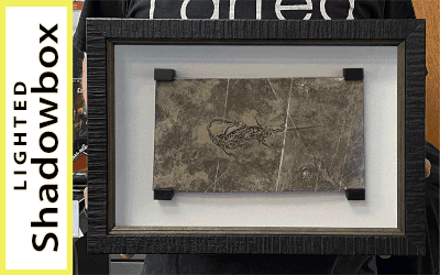 FRAMING PROJECT: Lighted Fossil Box