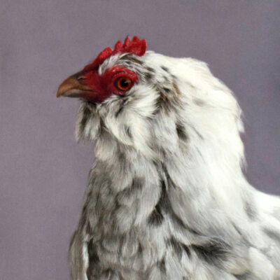 Biscotti by Lauren Chan