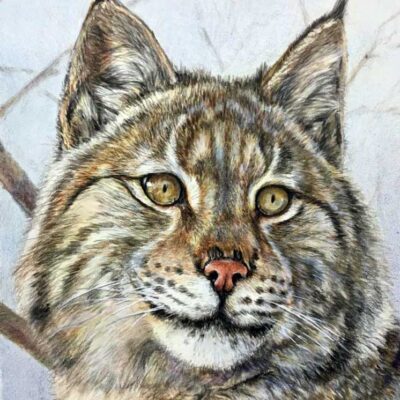 Bobcat in Branches by Suzanne Moseley